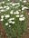 Helipterum roseum bílé 1g - 2/3