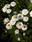 Helichrysum bracteatum White 2g - 2/3