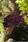 Viola Cool Wave® Purple F1 200 seeds - 2/2