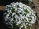 Ageratum houstonianum White 1g - 2/2