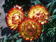 Helichrysum bracteatum Orange  2g - 2/3