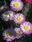 Helipterum roseum růžové 1g - 2/3