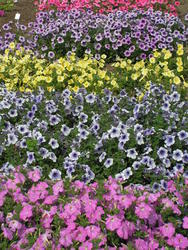 Petunia h. Mix of small flowered var.  F1 1/16g - 2