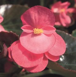 Begonia x b. Big® Rose Bronze Leaf F1 200 pelet - 2