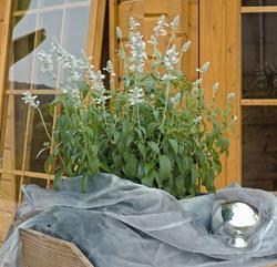Salvia farinacea Evolution White 1000 semen - 2