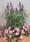 Salvia farinacea Evolution® Violet 1000 seeds - 2/3