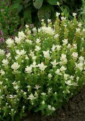 Salvia horminum White streaker 250 seeds - 2