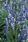 Salvia farinacea Fairy Queen 1000 seeds - 2/4