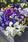 Viola c. Floral Mixture F1 250s - 2/2