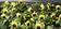 Viola x w. Inspire® citronově žl. s o.F1 500 semen - 2/2