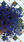 Lobelia erinus Riviera Marine Blue 15 000 semen - 2/2