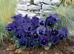 Viola x w. Inspire® modrá s okem F1 500 semen - 2