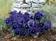 Viola x w. Inspire® modrá s okem F1 500 semen - 2/3