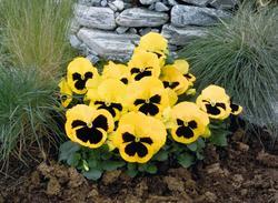 Viola x w. Inspire® Yellow with Eye F1 500 seeds - 2