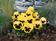 Viola x w. Inspire® Yellow with Eye F1 500 seeds - 2/4