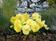 Viola x w. Inspire® žlutá F1 500 semen - 2/2