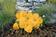 Viola x w. Inspire® Golden Yellow 500 seeds - 2/3