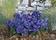 Viola x w. Inspire® True Blue F1 500 seeds - 2/3
