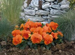 Viola x w. Inspire® Deep Orange F1 500 seeds - 2