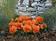 Viola x w. Inspire® tmavě oranžová  F1 500 semen - 2/3