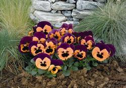 Viola x w.Inspire® Purple-Orange F1 500 seeds - 2