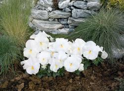 Viola x w. Inspire® White F1 500 seeds - 2