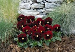 Viola x w. Inspire® Red with Eye F1 500 seeds - 2