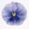 Viola x w. Inspire® Silver Blue with Eye 500 seeds - 2/3