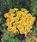 Viola x w. Cats® žlutá F1 500 semen - 2/3