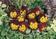 Viola x w.Cats® Red & Gold F1 500 seeds - 2/3