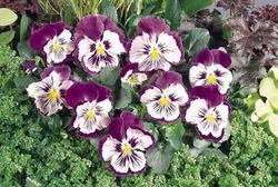 Viola x w.Cats® Purple & White F1 500 seeds - 2