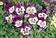 Viola x w.Cats® Purple & White F1 500 seeds - 2/3