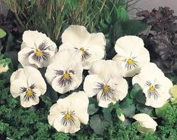 Viola x w.Cats® White  F1 500 seeds - 2