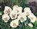 Viola x w.Cats® White  F1 500 seeds - 2/3