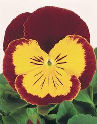 Viola x w.Joker Red-Gold F2 500 seeds - 2