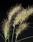 Pennisetum villosum 250 seeds - 2/2