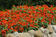 Zinnia maryladica Zahara® Fire 100 seeds - 2/2