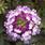 Verbena Obsession  Cascade Violet Twister 100s - 3/3