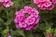 Verbena Obsession  Cascade Pink Shades 100s - 3/3