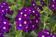 Verbena Obsession Cascade Purple Sh.with Eye 100s - 3/3
