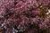 Ocimum basilicum - Basil Purple Ball 300 seeds - 3/3
