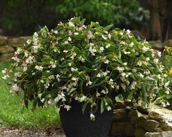 Begonia int. Dragon Wing® White F1 250 pellets - 3