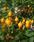 Capsicum chinense Button Yellow 100 seeds - 3/3