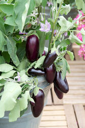 Eggplant/Aubergine Jewel Jet 100 seeds - 3
