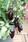 Eggplant/Aubergine Jewel Jet 100 seeds - 3/3