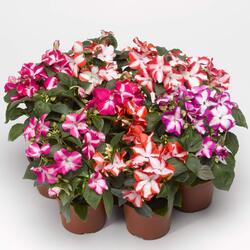 Impatiens w. Accent Colored Stars  Mix F1 250 seed - 3