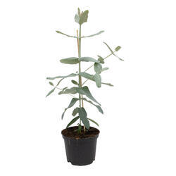 Eucalyptus globulus StyX 150 semen - 3