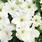 Petunia h.Express White F1 500 seeds - 3/3