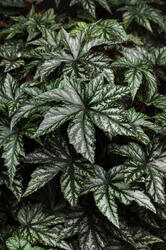 Begonia hybrida Gryphon 100 pellets - 3