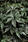 Begonia hybrida Gryphon 100 pellets - 3/4